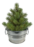 The Perfect Pine - Grow Your Own Christmas Tree