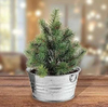 The Perfect Pine - Grow Your Own Christmas Tree